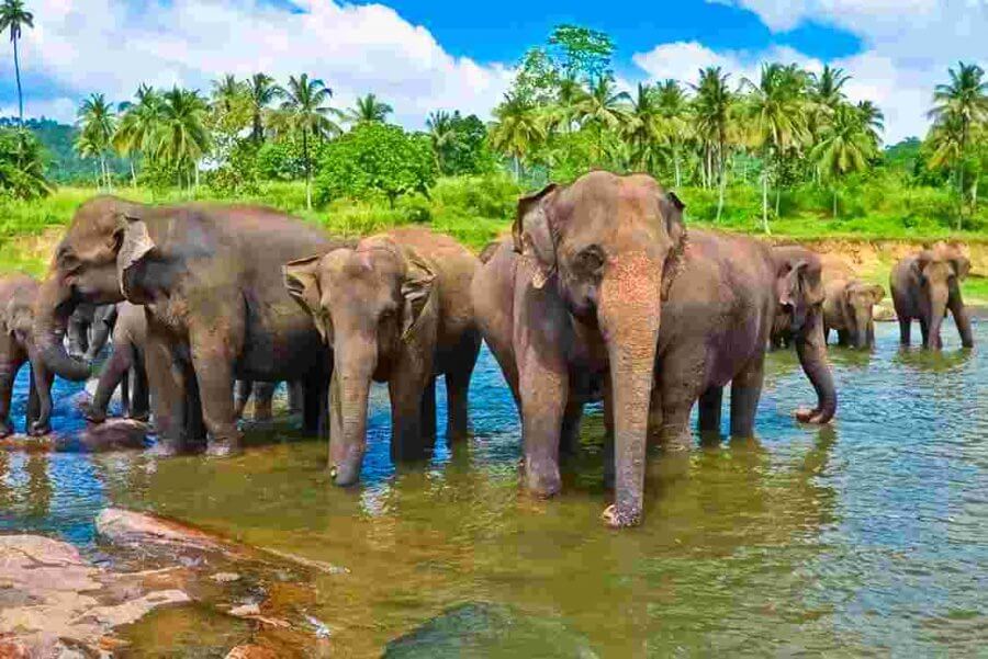 Слоны в Шри-Ланке